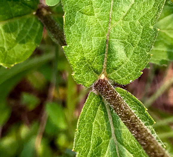 image of Eupatorium fernaldii, Fernald’s Thoroughwort, Fernald’s Eupatorium