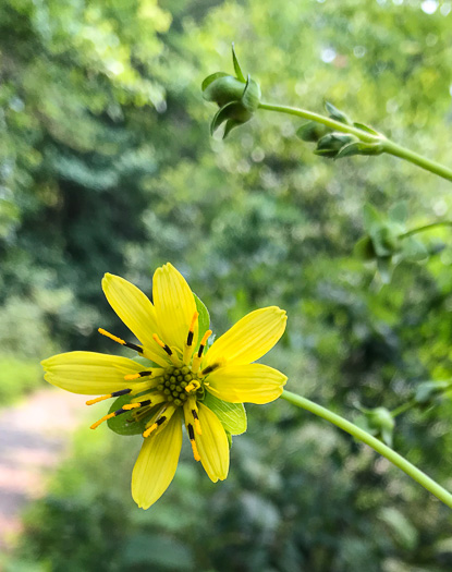 image of Silphium reniforme, Ragged Rosinweed, Kidneyleaf Rosinweed