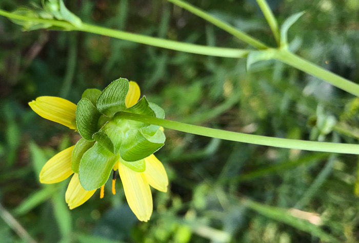 Silphium reniforme, Ragged Rosinweed, Kidneyleaf Rosinweed