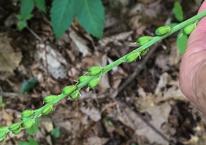 image of Chamaelirium luteum, Fairywand, Devil's Bit