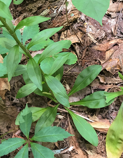 image of Chamaelirium luteum, Fairywand, Devil's Bit