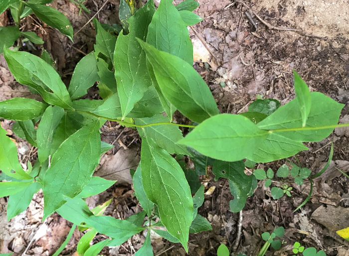 image of Doellingeria infirma, Appalachian Flat-topped White Aster, Cornel-leaf Aster, Cornel-leaf Whitetop Aster, Appalachian Whitetop Aster