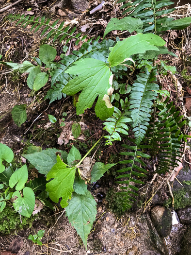 image of Trautvetteria caroliniensis, Carolina Tassel-rue, Carolina Bugbane, False Bugbane