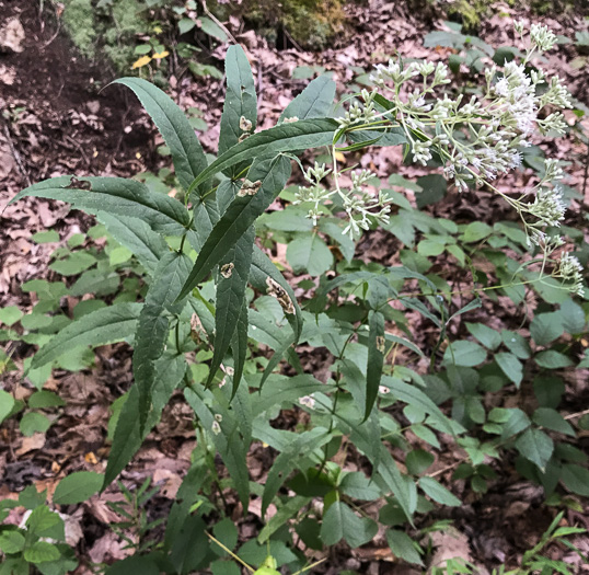 image of Eupatorium sessilifolium var. sessilifolium, Upland Boneset, Sessile-leaf Eupatorium