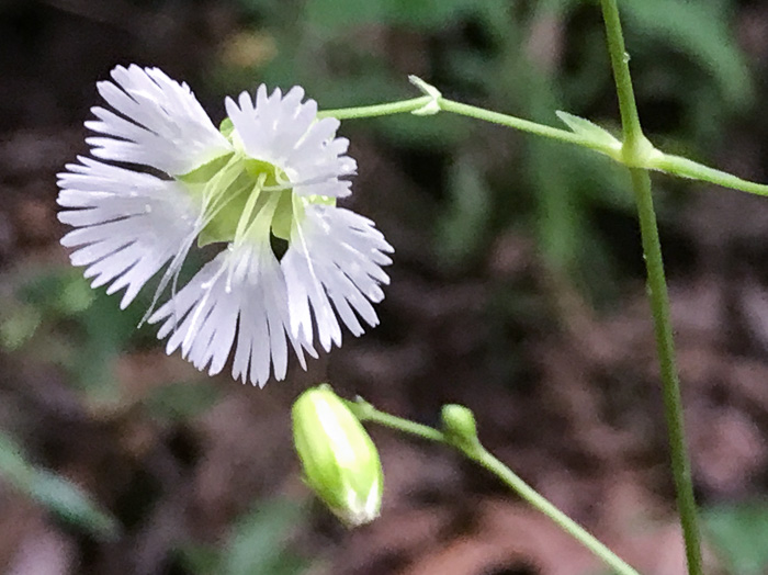 image of Silene stellata, Starry Campion, Widow's-frill