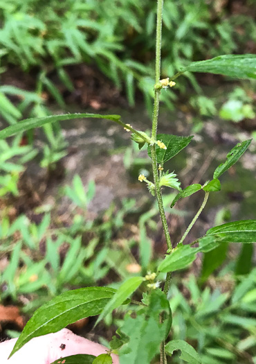 image of Acalypha gracilens, Slender Threeseed Mercury, Slender Copperleaf, Shortstalk Copperleaf