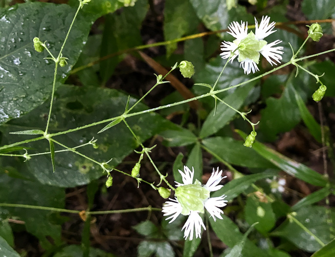 image of Silene stellata, Starry Campion, Widow's-frill