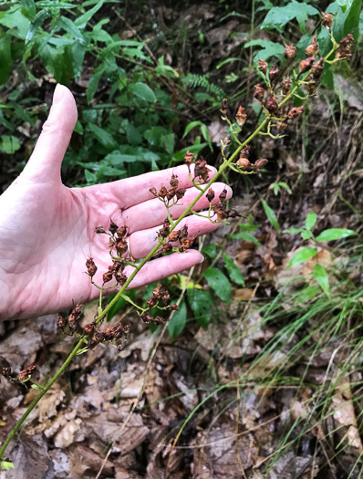 image of Heuchera pubescens, Marbled Alumroot, Downy Alumroot