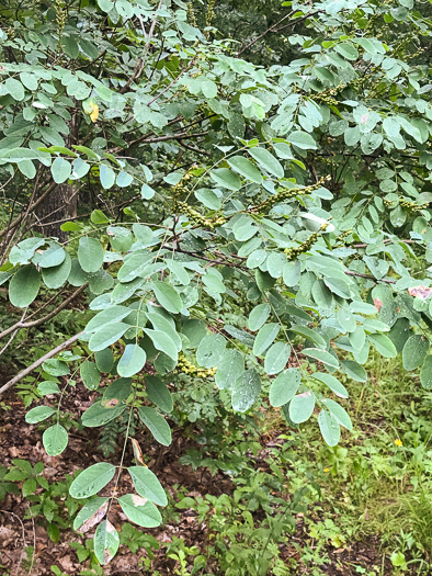 image of Amorpha glabra, Mountain Indigo-bush, Appalachian Indigo-bush, Mountain Indigo, Mountain False Indigo