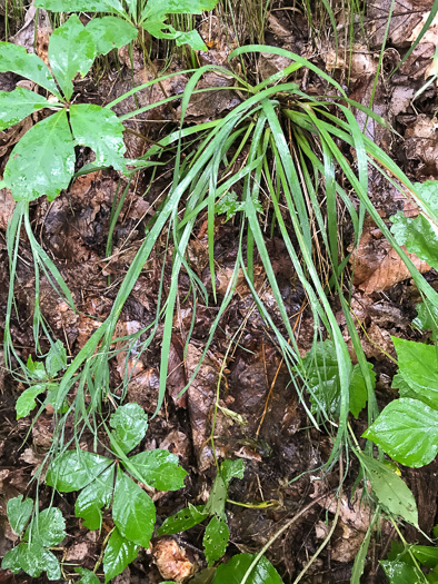 image of Sisyrinchium dichotomum, White Irisette, Isothermal Irisette