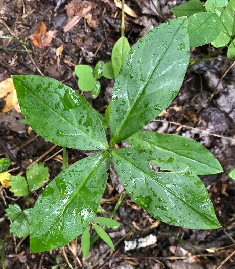 image of Stellaria pubera, Giant Chickweed, Star Chickweed, Great Chickweed, Common Starwort