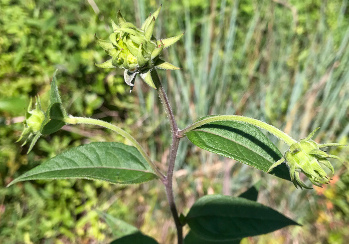 image of Helianthus hirsutus, Hairy Sunflower, Rough Sunflower