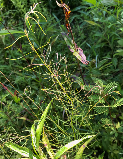 image of Agalinis tenuifolia, Common Gerardia, Slenderleaf Agalinis, Slender False Foxglove, Slender Gerardia