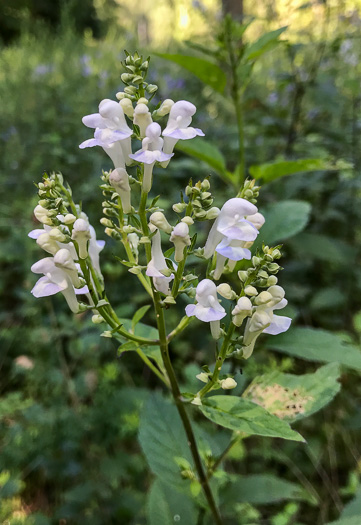 image of Scutellaria incana var. punctata, Hoary Skullcap, Downy Skullcap