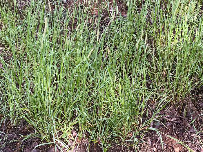 image of Setaria parviflora, Perennial Foxtail-grass, Knotroot Bristlegrass, Marsh Foxtail, Knotroot Foxtail