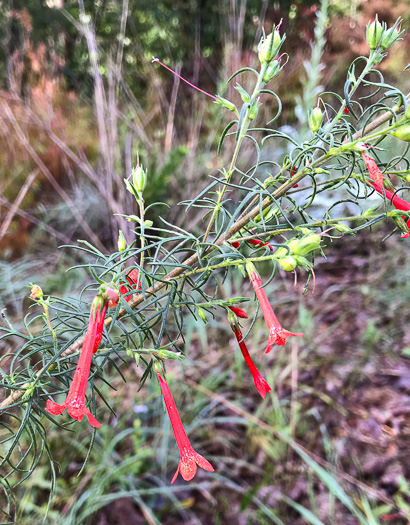 image of Ipomopsis rubra, Standing-cypress, Spanish-larkspur