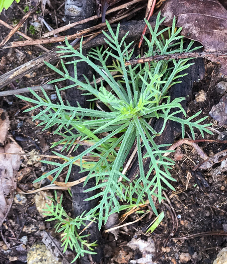 image of Ipomopsis rubra, Standing-cypress, Spanish-larkspur