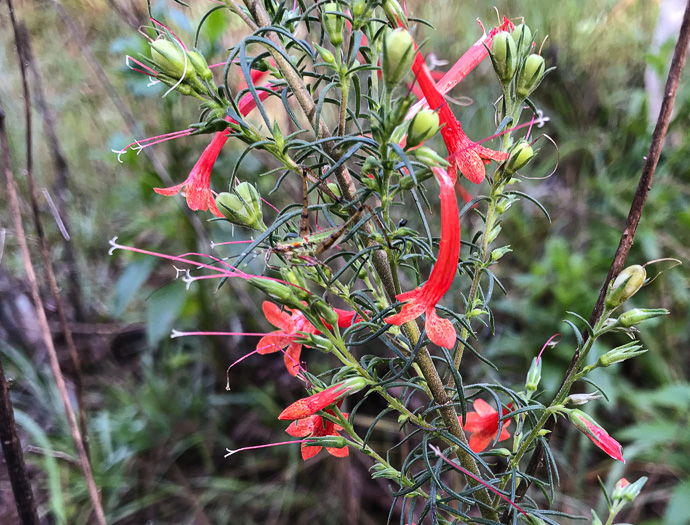 image of Ipomopsis rubra, Standing-cypress, Spanish-larkspur