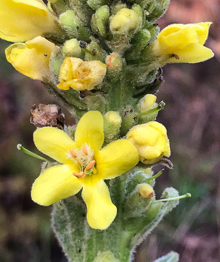 Verbascum thapsus ssp. thapsus, Woolly Mullein, Common Mullein, Flannel-plant, Velvet-plant