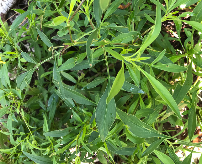 image of Coreopsis sp. [Glassy Mtn HP], a puzzling Coreopsis [Glassy Mtn HP]