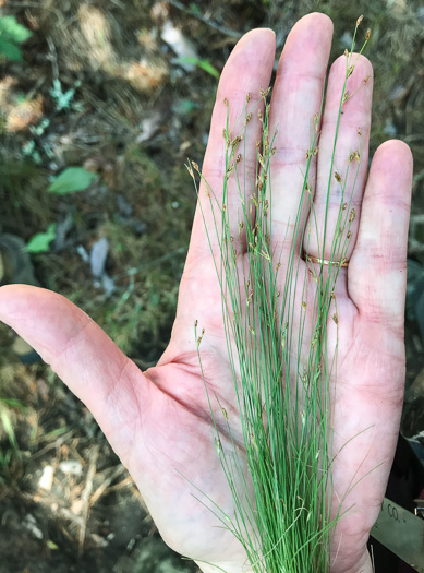 image of Bulbostylis capillaris ssp. capillaris, Densetuft Hairsedge, Common Hairsedge