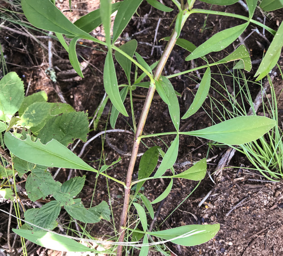 image of Coreopsis sp. [Glassy Mtn HP], a puzzling Coreopsis [Glassy Mtn HP]