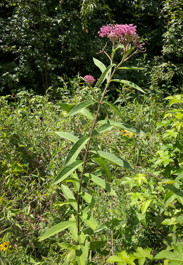 image of Asclepias incarnata var. pulchra, Eastern Swamp Milkweed