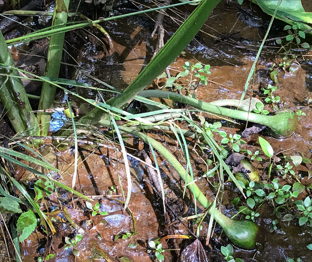 image of Peltandra virginica, Green Arrow-arum, Tuckahoe