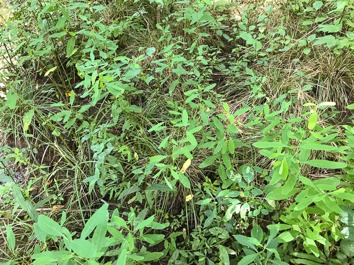 image of Triadenum walteri, Walter’s Marsh St. Johnswort, Greater Marsh St. Johnswort