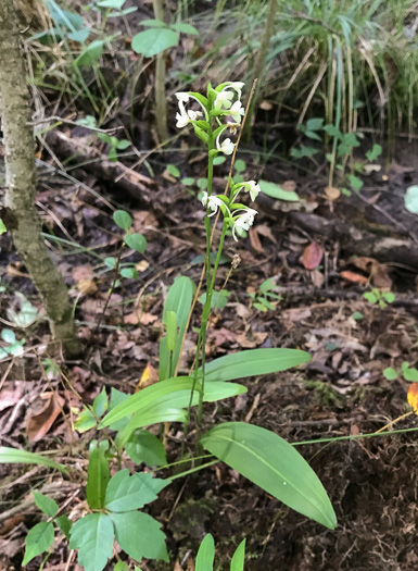 image of Platanthera clavellata, Small Green Wood Orchid, Club-spur Orchid, Woodland Orchid, Streamhead Orchid