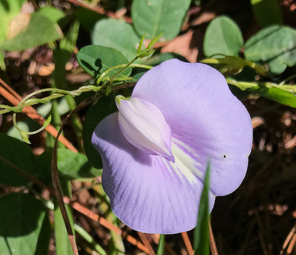 Centrosema virginianum var. virginianum, Climbing Butterfly-pea, Spurred Butterfly-pea