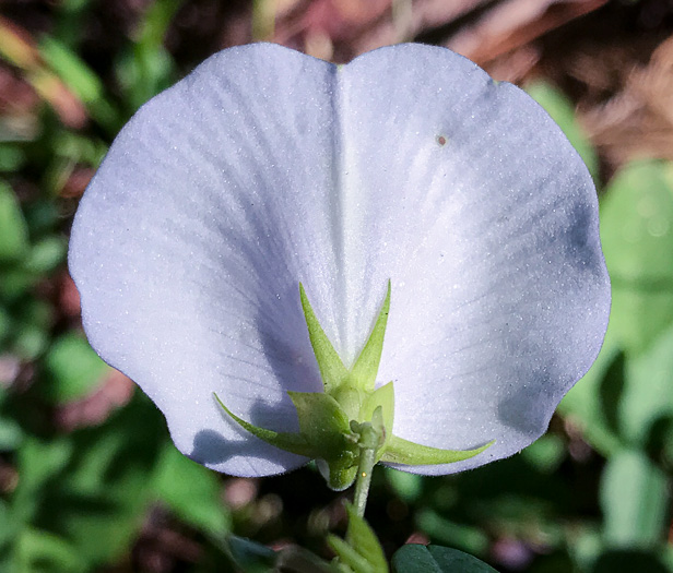 Centrosema virginianum var. virginianum, Climbing Butterfly-pea, Spurred Butterfly-pea