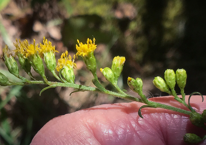 image of Solidago juncea, Early Goldenrod