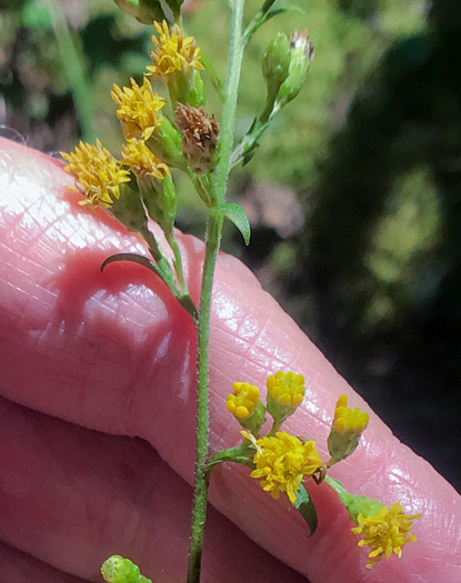 image of Solidago juncea, Early Goldenrod