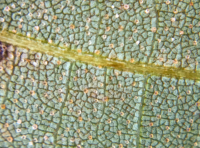 image of Carya pallida, Sand Hickory, Pale Hickory