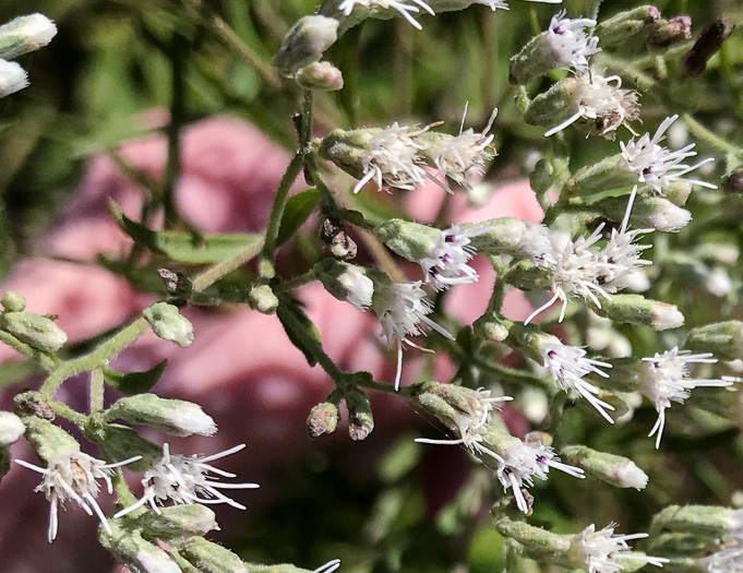 image of Eupatorium torreyanum, Torrey's Thoroughwort, Torrey's Eupatorium