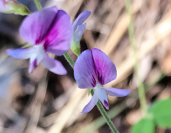 image of Lespedeza procumbens, Downy Trailing Lespedeza, Trailing Bush-clover