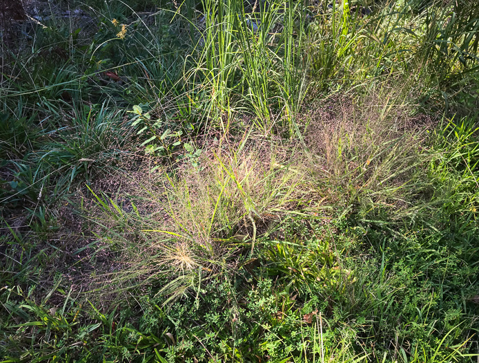 image of Eragrostis spectabilis, Purple Lovegrass, Tumblegrass