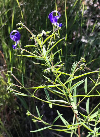 image of Trichostema setaceum, Narrowleaf Blue Curls
