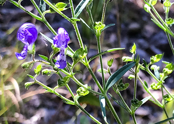 image of Trichostema setaceum, Narrowleaf Blue Curls