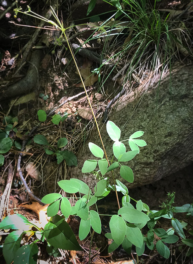 image of Taenidia integerrima, Yellow Pimpernel