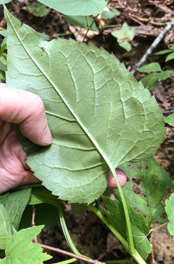 image of Eurybia macrophylla, Large-leaf Aster, Bigleaf Aster