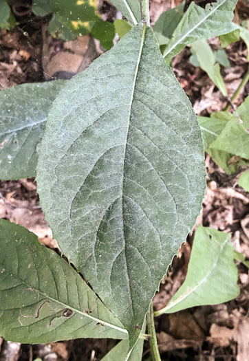 image of Vernonia glauca, Broadleaf Ironweed, Appalachian Ironweed, Tawny Ironweed