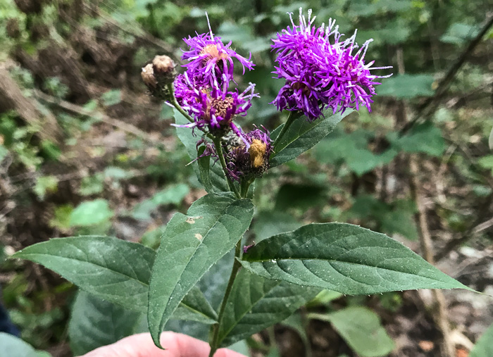 image of Vernonia glauca, Broadleaf Ironweed, Appalachian Ironweed, Tawny Ironweed