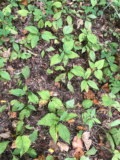 image of Eurybia macrophylla, Large-leaf Aster, Bigleaf Aster