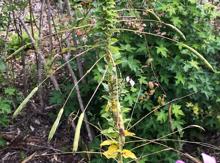 image of Tarenaya species 1, Cleome, Spiderflower, Pinkqueen