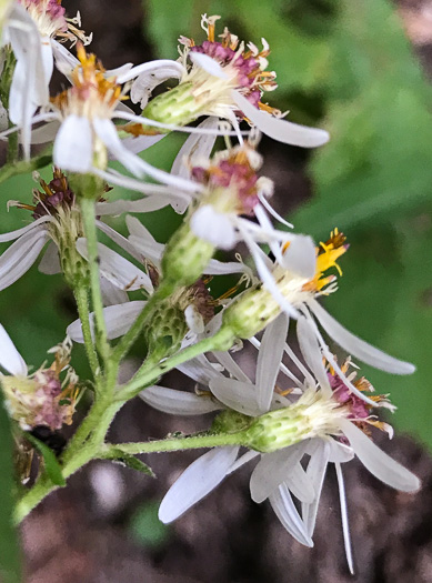 Eurybia divaricata, White Wood-aster, Woodland Aster, Common White Heart-leaved Aster