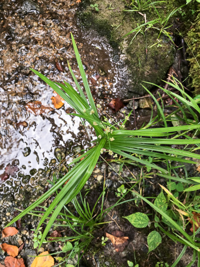 image of Scirpus polyphyllus, Leafy Bulrush