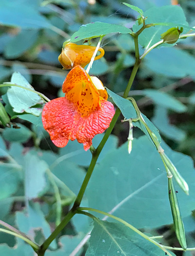 image of Impatiens capensis, Spotted Jewelweed, Spotted Touch-me-not, Orange Jewelweed, Orange Touch-me-not