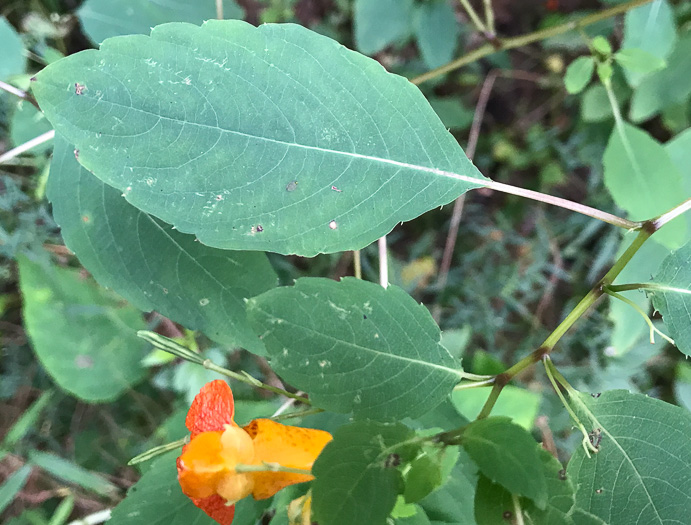 Spotted Jewelweed